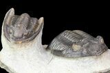 Excellent Hollardops & Cornuproetus Trilobite Association #75470-10